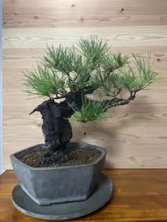 2026年最新】錦松盆栽の人気アイテム - メルカリ