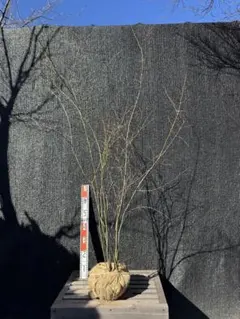 2026年最新】山採り もみじの人気アイテム - メルカリ