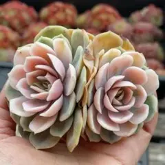 2026年最新】ブルーサプライズ錦の人気アイテム - メルカリ