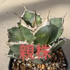 2026年最新】アガベsadの人気アイテム - メルカリ