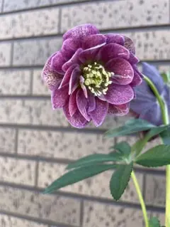 2026年最新】加藤農園モーリーの人気アイテム - メルカリ