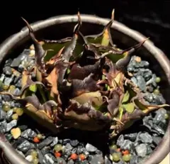 2026年最新】龍球会 アガベの人気アイテム - メルカリ