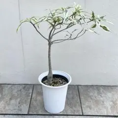 2026年最新】バオバブ 苗の人気アイテム - メルカリ