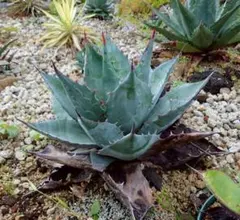 2026年最新】アガベ ブルーブライアンの人気アイテム - メルカリ