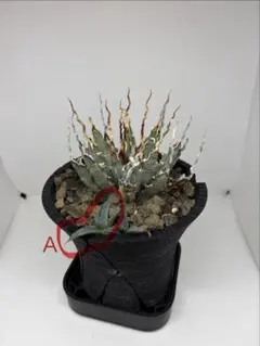 2026年最新】エボリスピナ子株の人気アイテム - メルカリ