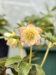 2026年最新】蜃気楼 クリスマスローズの人気アイテム - メルカリ