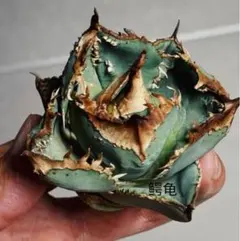 2026年最新】アガベ裏棘の人気アイテム - メルカリ