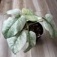 2026年最新】モンステラ デリシオーサ フルミントの人気アイテム