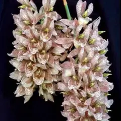 2026年最新】蘭タケノコの人気アイテム - メルカリ