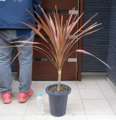 2026年最新】コルジリネの人気アイテム - メルカリ