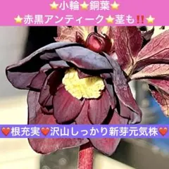 2026年最新】#曽田園芸の人気アイテム - メルカリ