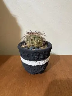 2026年最新】left botanicalの人気アイテム - メルカリ