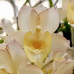 2026年最新】カタセタムの人気アイテム - メルカリ