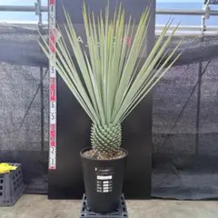 2026年最新】ユッカ リギダの人気アイテム - メルカリ