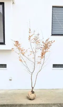 2026年最新】山採り もみじの人気アイテム - メルカリ