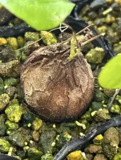 2026年最新】アフリカ亀甲竜の人気アイテム - メルカリ