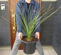 2026年最新】ロンギシマムの人気アイテム - メルカリ