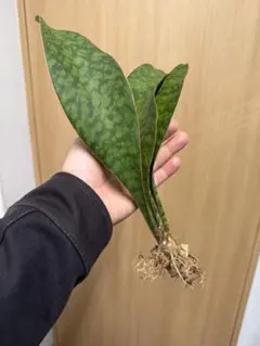 2026年最新】サンスベリア 希少の人気アイテム - メルカリ