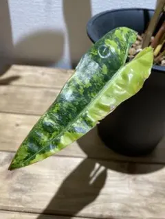 2026年最新】フィロデンドロン ビレッティア 斑入りの人気アイテム