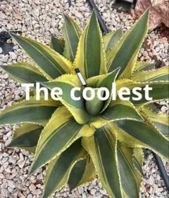 2026年最新】リップルエフェクトの人気アイテム - メルカリ