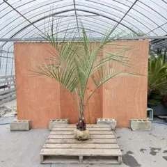 2026年最新】ココスヤシ シルバーリーフの人気アイテム - メルカリ