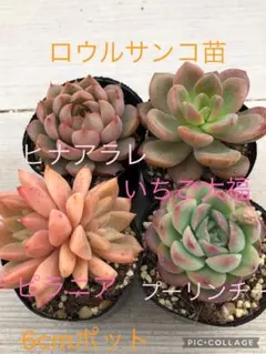 2026年最新】ロウルサンコ 多肉の人気アイテム - メルカリ