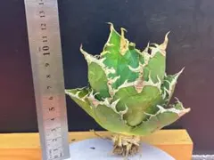 2026年最新】アガベチタノタシーザーの人気アイテム - メルカリ