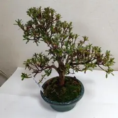 2026年最新】皐月盆栽の人気アイテム - メルカリ