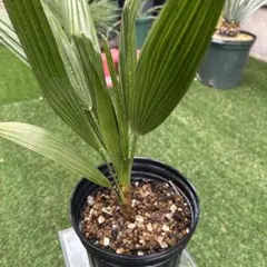 2026年最新】チャメロプス ボルケーノの人気アイテム - メルカリ