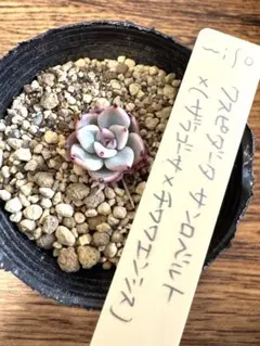 2026年最新】ミソップ苗の人気アイテム - メルカリ