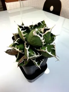 2026年最新】CJ special アガベの人気アイテム - メルカリ