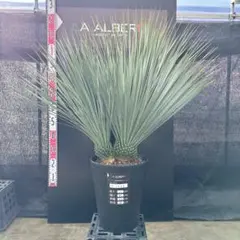 2026年最新】ロストラータ ユッカの人気アイテム - メルカリ