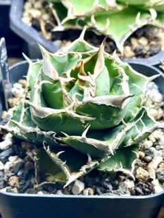 2026年最新】cjspecialの人気アイテム - メルカリ