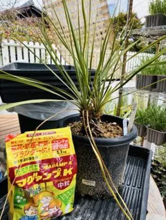 2026年最新】ユッカロストラータ ダブルヘッドの人気アイテム - メルカリ