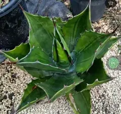 2026年最新】アガベ グリーンゴブレットの人気アイテム - メルカリ