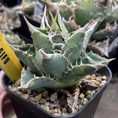 2026年最新】龍球会 アガベの人気アイテム - メルカリ