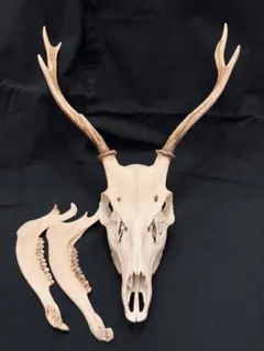 2026年最新】蝦夷鹿 頭蓋骨の人気アイテム - メルカリ