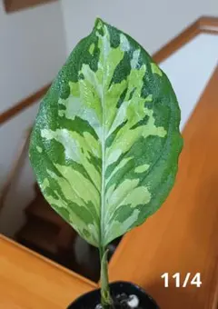 2026年最新】アグラオネマ ピクタム マルチカラーの人気アイテム