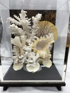 2026年最新】珊瑚 置物の人気アイテム - メルカリ