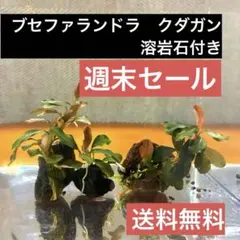 2026年最新】ブセファランドラ ブラックの人気アイテム - メルカリ