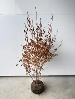 2026年最新】ヤマコウバシの人気アイテム - メルカリ