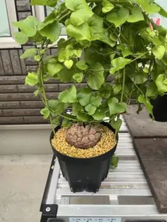 2026年最新】アフリカ亀甲竜の人気アイテム - メルカリ