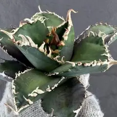 2026年最新】アガベキングコングの人気アイテム - メルカリ