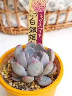 2026年最新】多肉植物札落ちの人気アイテム - メルカリ