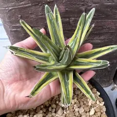 2026年最新】笹の雪錦の人気アイテム - メルカリ