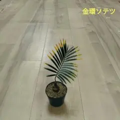 2026年最新】黄金蘇鉄の人気アイテム - メルカリ