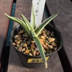 2026年最新】アガベ 雪山の人気アイテム - メルカリ