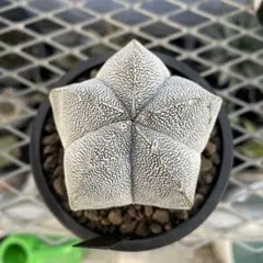 2026年最新】恩塚ランポーの人気アイテム - メルカリ