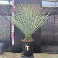 2026年最新】ロストラータ ユッカの人気アイテム - メルカリ