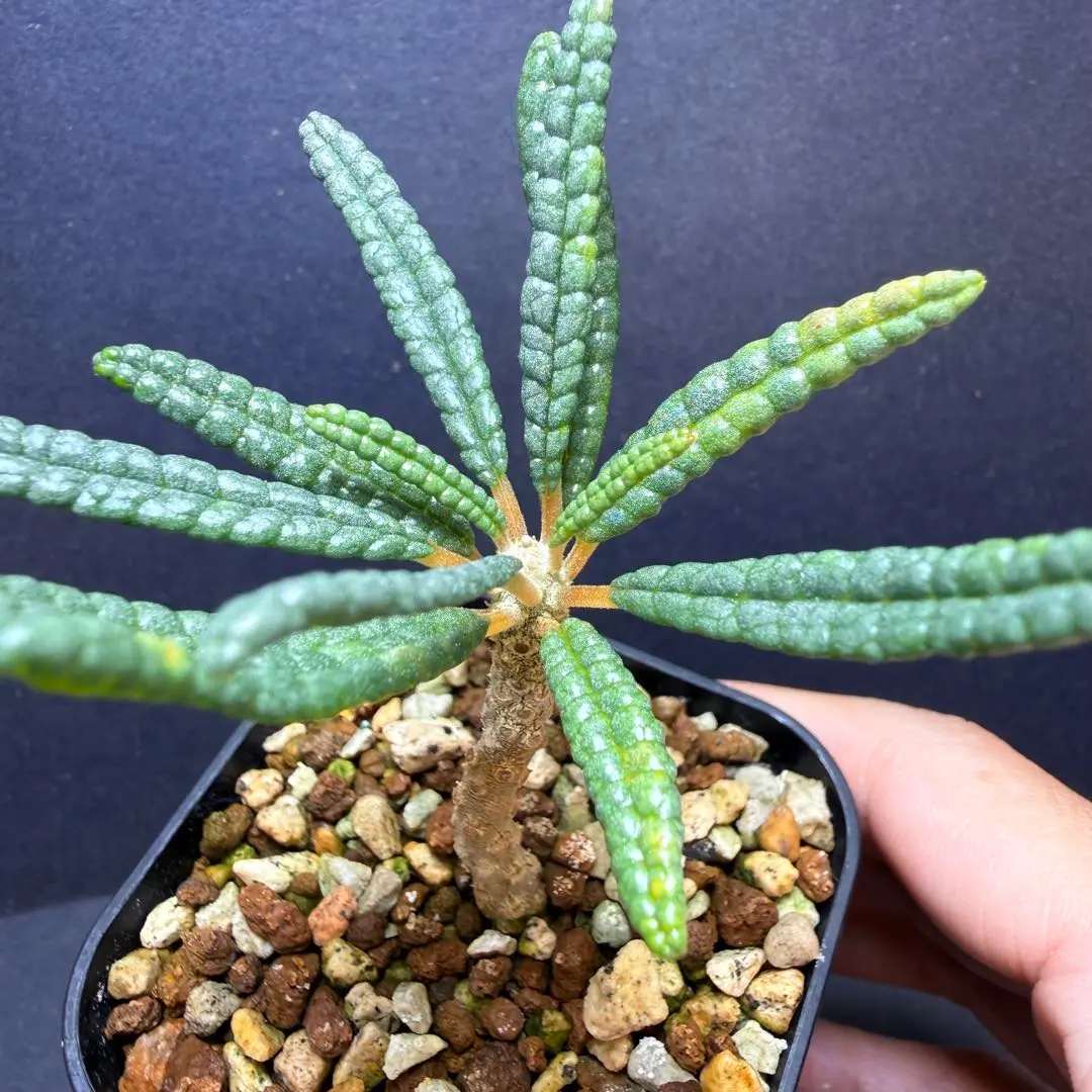 2026年最新】ドルステニア ブラータの人気アイテム - メルカリ